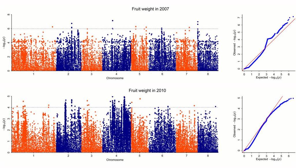 81 82 83 84 85 86 Supplementary Figure 15: Manhattan and quantile-quantile plots for Genome-wide association studies of fruit weight trait in 2007 and 2010 in 129 peach