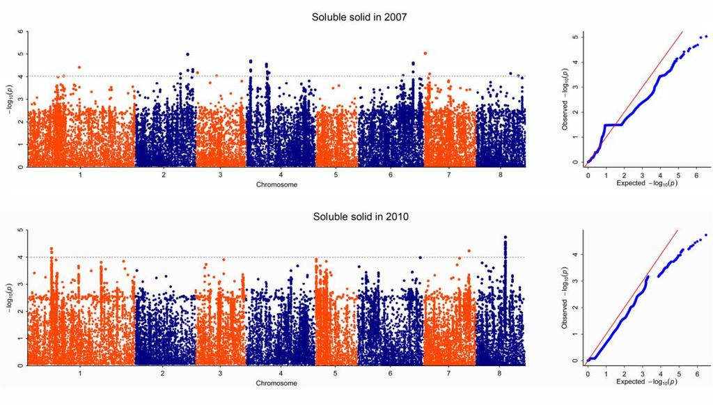 87 88 89 90 91 92 Supplementary Figure 16: Manhattan and quantile-quantile plots for Genome-wide association studies of soluble solid trait in 2007 and 2010 in 129 peach