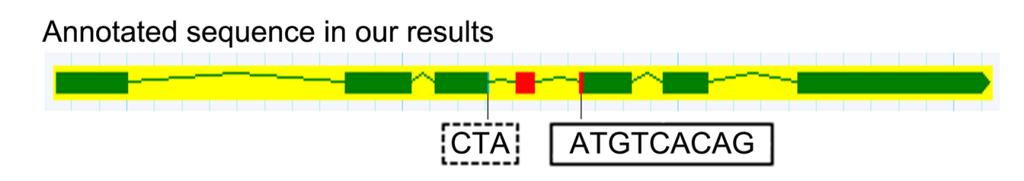 102 103 104 105 106 107 108 109 110 111 112 113 Supplementary Figure 18: The annotated transcriptional structure of the candidate gene ppa003772m.
