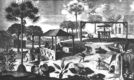 Have you ever tried to help out with a major problem but you ended up making it worse?! Plantation Systems were established! The Spanish started exporting tobacco and sugarcane.