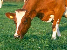 Raw materials in Ruminant compound feed Danish average composition % of diet Milkproduction Milkproduction Low protein High protein Calf Grain, barley or wheat 12,2 2,1 47,0 Corn/Maize 9,6 0,4 4,6