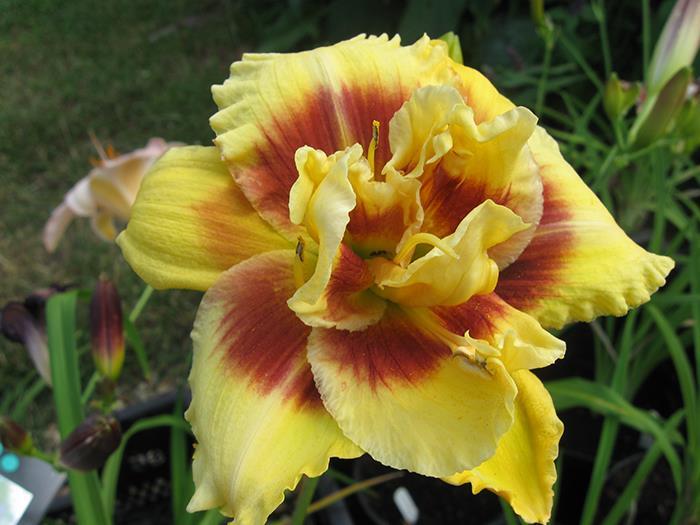 Dashing Double (Kirchhoff-D, 1994) Colour: Yellow with burgundy red eyezone above