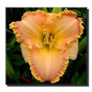 5 inches Form: Double Blooms early mid season -reblooms Druid s Chant (Stamile,