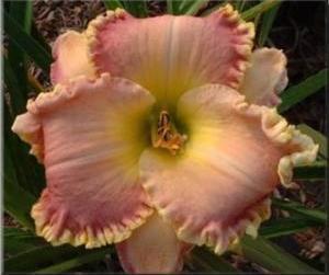 (Polston, 2005) Colour: Cream pink polychrome with gold edge above green throat
