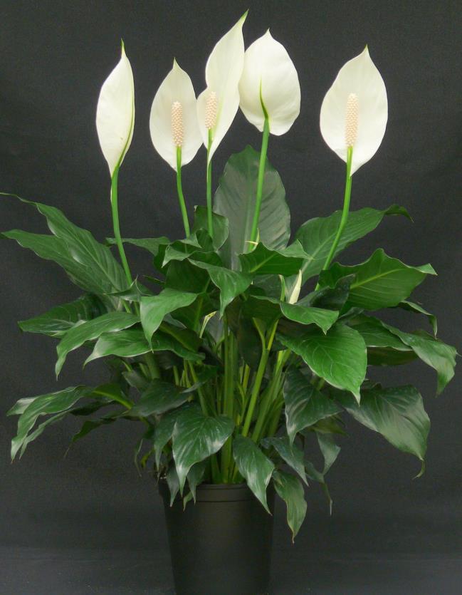 Peace Lily (Spathiphyllum) Indoor/house plant Easy to care for, likes indirect light, water weekly or when it droops. Removes toxins from tainted indoor air.