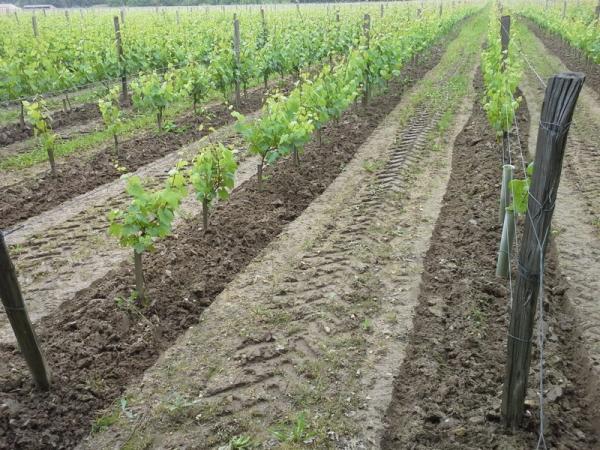 In an effort to have the most diverse, heterogeneous plantation possible, Hervé has sourced selections massales from over 10 friends, including Clos Roche Blanche, Clos du Tue Boeuf, Maisons Brûlées,