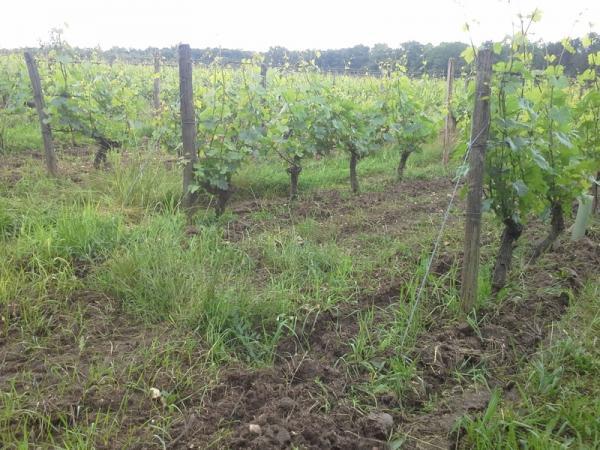 The lieu-dit of Les Ardilles is 5 hectares: 2 hectares of Pinot Noir and Gamay produce the Les Ardilles cuvée, with an additional 3 hectares of Chardonnay that go into the Cheverny Blanc.