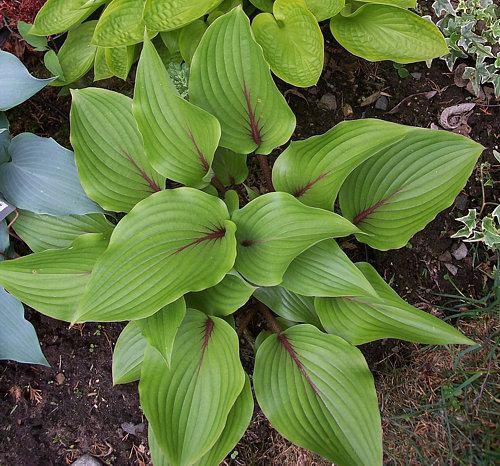 2018 DHSWP Auction Hostas Almost Mature Size: 10"T x 20"W Shiny green leaves held