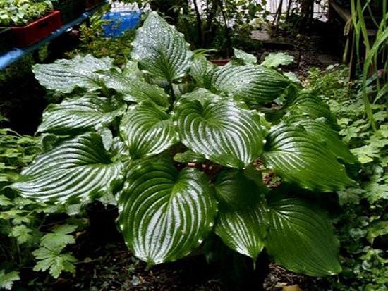 rippled edge. One of the biggest hostas with red petioles. Fast grower.