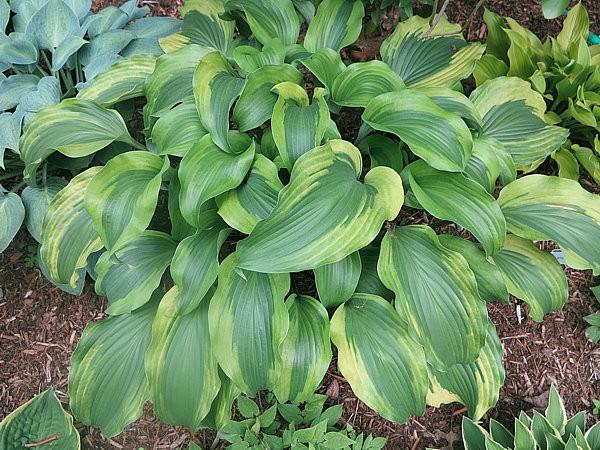 Long arching 'Lakeside Prophecy', gorgeous green leaves are nicely rippled and held on red pebbled leaves with an