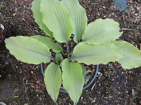 12"T x 26"W Gorgeous clump of thickly layered green First hosta introduction from Gerhard leaves with a wide and