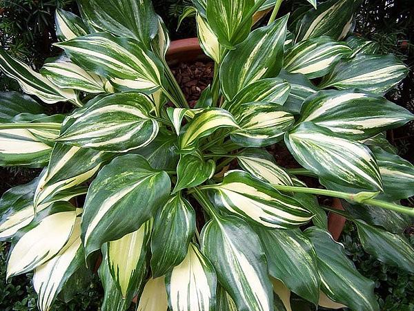 The Sweetest Thing Mature Size: Medium Size Shiny leaves with creamy-white streaks and a wavy margin on this 'Invincible' seedling.