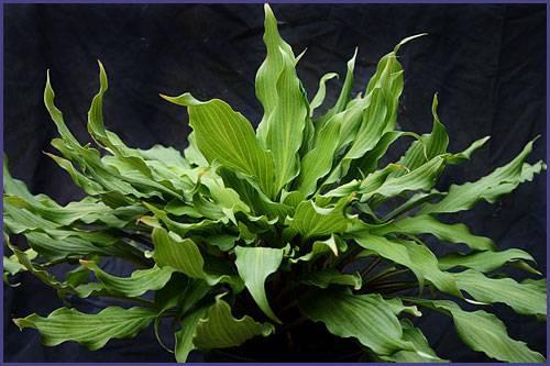 (Hanson/Fransen NR) Tokyo Smog Mature Size: 12"T x 24"W A very unusal Hosta longipes selection from Japan.