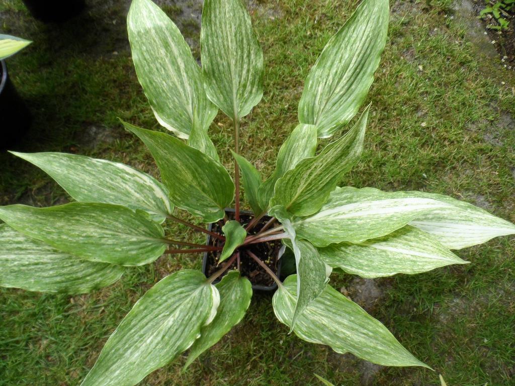 hosta. The This introduction involves a complex light green leaves are rippled and series of crosses involving H. yingeri, H.