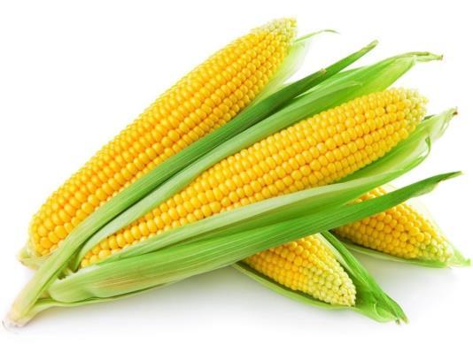 SUGGESTED READING PRIOR TO FIELD TRIP Corn is Maize: the Gift of the Indians by Aliki Students can read a simple description of how corn was discovered and used by Native Americans and how it came to
