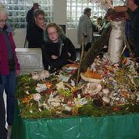 In all, the 2016 edition of the Northwest Mushroomers Association Fall Wild Mushroom Show, was one of the most memorable exhibits in our club s history, notable as much for its curiosities, as its
