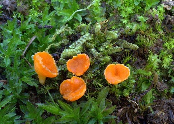 Mushroom of the Month: Neottiella rutilans (Fries) Dennis By Dick Morrison and Buck McAdoo At times when you are foraging for large edible mushroom fare, but none are to be found, you begin to notice