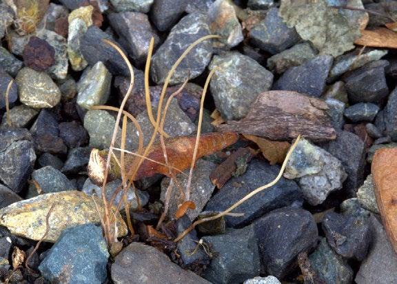 Erin s Find: Typhula phacorrhiza - The Rest of the Story By Dick Morrison and Erin Moore An article titled Erin s Find in the NMA newsletter (Feb.-Mar.