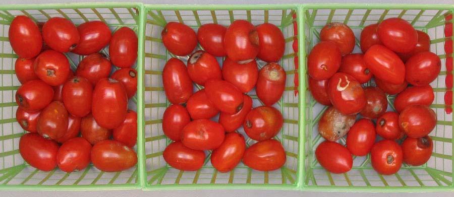 Grape tomatoes show typical