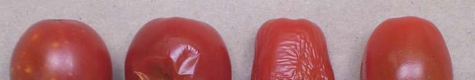 Grape Tomato Quality Changes Test#1 and #2 Raw material