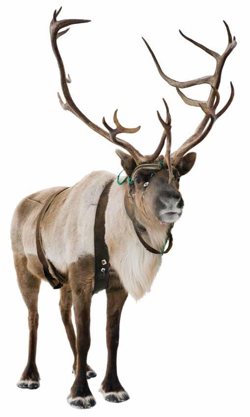 Reindeer or Caribou? Fun Facts: Did you know that reindeer is a caribou and a caribou is a reindeer? They are the same species (Rangifer tarandus), but they live in different places.