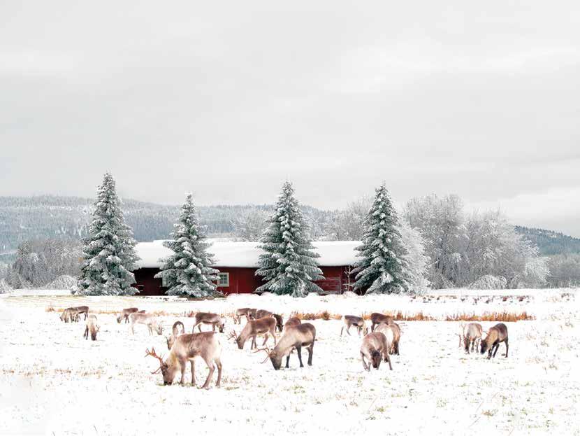 Photo: istock / bazilfoto Reindeer Herding/Farming Reindeer herding began over two thousand years ago, and continues today around the world most prominently Russia, Norway, Finland, Sweden,