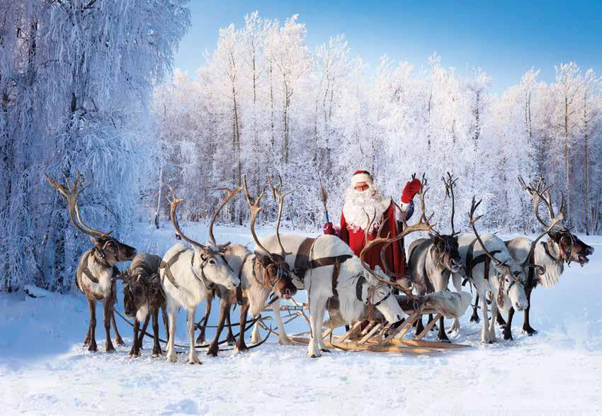 Photo: istock / Vladimir Melnikov Does Rudolf Really Have a Red Nose? Actually, yes! Reindeer do have shiny red noses. Scientist have found the answer as to why their noses are red.