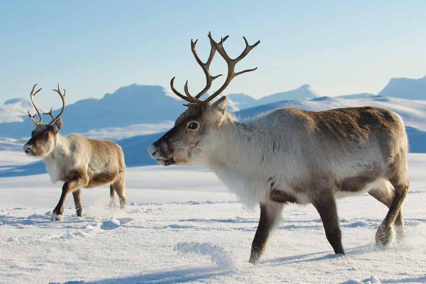 Can Reindeer Walk On Ice? They were made to walk on ice! Reindeer hooves change seasonally. During the summer months the hoof pads are soft and spongey so they can walk on softer ground.