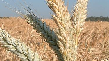 Wheat Allergy No: Wheat Triticale