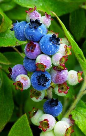 Harvest Timing Wild Blueberries Once-over harvest Challenge of determining optimum harvest window Fruit ripen unevenly Within plants Among