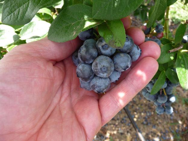 Importance of Initial Fruit Quality Determines fruit marketability