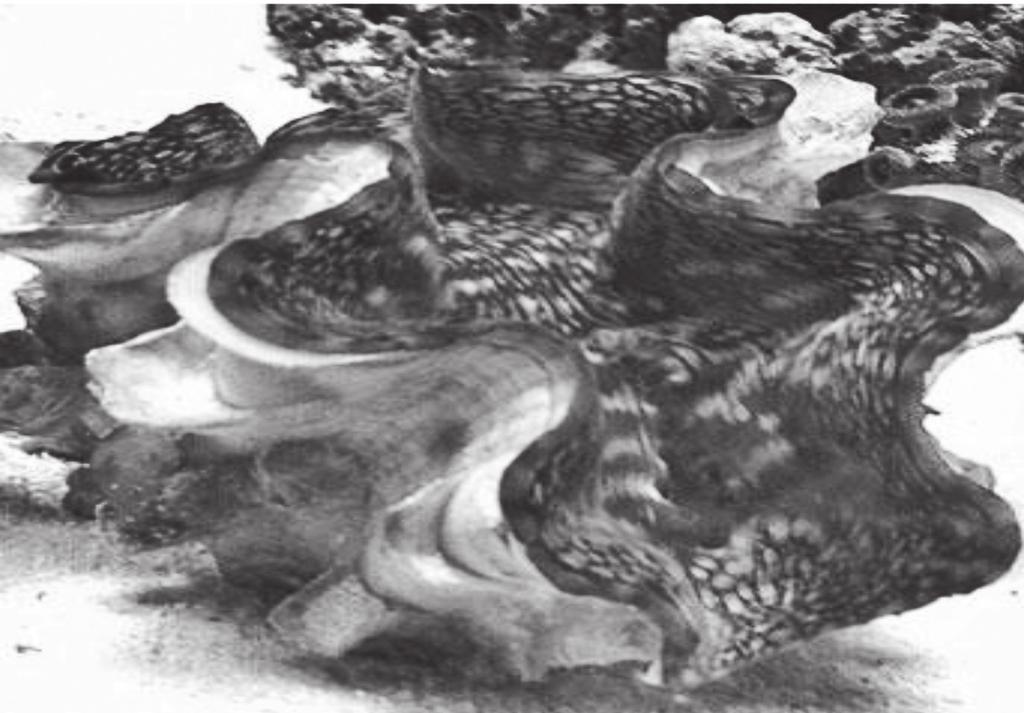 Hình 1. Trai tai tượng vảy (Tridacna squamosa Lamack, 1819) 3. Phương pháp bố trí thí nghiệm Thí nghiệm được bố trí trong các bể nhựa có thể tích 100 L.