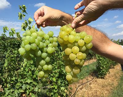 Table Grapes Table grape varieties Marquis (a Cornell release) and Jupiter (University of Arkansas release) were harvested at the Teaching and Demonstration Vineyard in Dresden, NY this week by the
