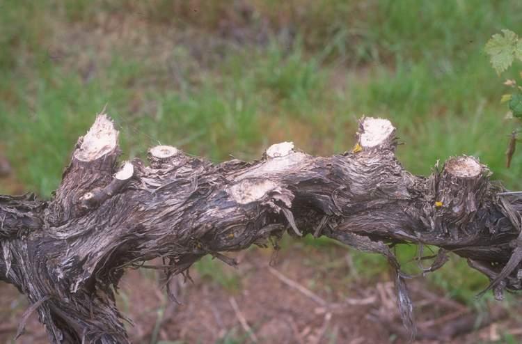 WOUND PROTECTION Factors to consider: pruning time rate of wound healing sap flow size