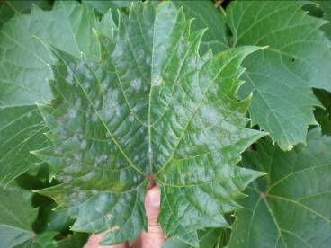 Notice patches not limited by leaf veins Conidiophore of powdery mildew.