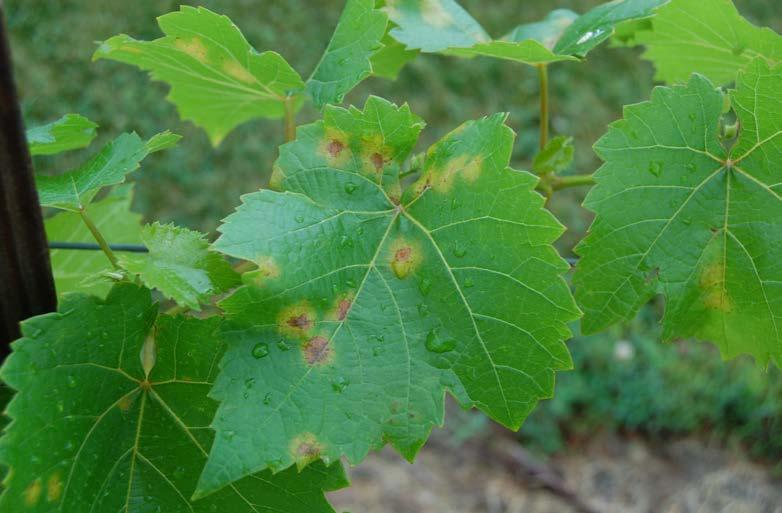 symptoms of downy mildew top of leaf Grey/white fuzz of downy mildew on bottom of leaf