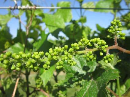 4 Development of wine grapes in the grape variety trials at the