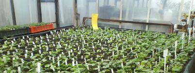 Researchers and technicians involved Necessary equipment: Glasshouses, hop gardens,