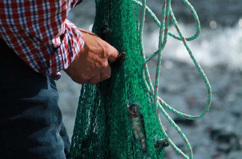 OBJECTIVES The purpose of the Capelin Workshop is to inform a research strategy and framework for the enhancement of capelin fisheries management, their supporting habitat and ecosystems in Atlantic