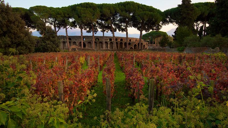 grapevines; today to the vineyard of Eusino and the one planted in 2000, 10 more small vineyards are added and the further granted area is of about half a hectare.