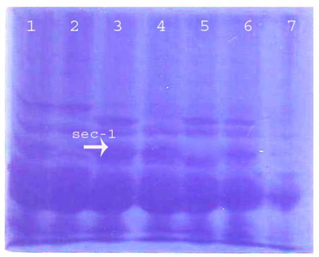 70 Manikandan Figure1 SDS-PAGE separation of secalin (Sec-1) as a marker for 1BL/1RS translocations.