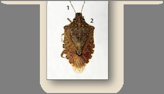 exotic pest Found in OR 2004 WA in 2010 Biology Resistant to