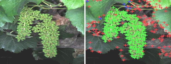 Precision Vineyard Sensing Generate maps of vineyard soil, canopy and crop data and to develop and