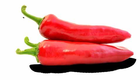 variety, with mid-early maturity Fruit length is 12cm Its hotness is due to the high capsaicin content Recommended for intensive