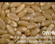 content and quality differs in different types of wheat.