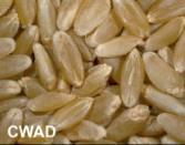 these properties are used along with wheat hard ness to assign