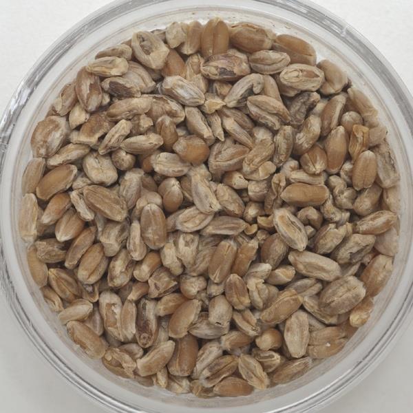 Wheat Quality Physical condition Damaged and Diseased Kernels Midge: Loss of