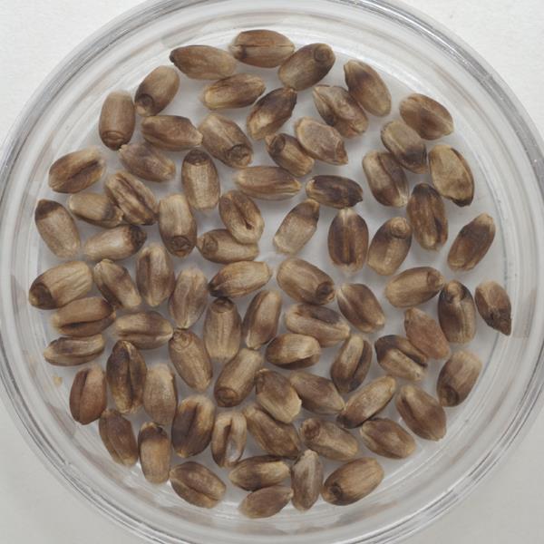 Wheat Quality Physical condition Damaged and Diseased Kernels Smudge: A discoloration