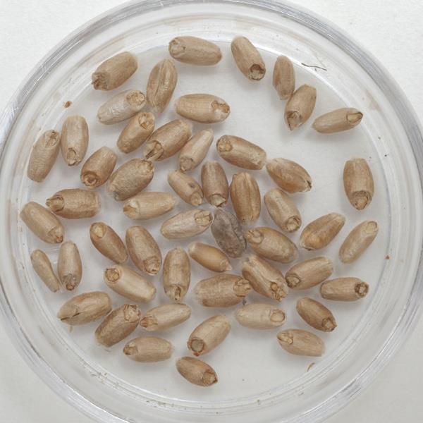 Wheat Quality Physical condition Damaged and Diseased Kernels Sprout damage