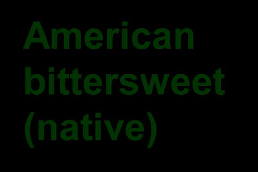 American bittersweet